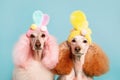 Poodle dogs with Easter bunny ears on blue background. Generative AI