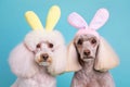 Two poodle dogs with Easter bunny ears Generative AI