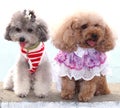 Two poodles show their modern trendy fashion Royalty Free Stock Photo