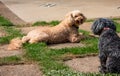 Two poodle dogs, one golden and one black, on a garden.