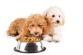 Two poodle puppies next to a bowl full of kibbles