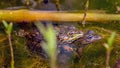 Two pool frogs Pelophylax lessonae are breeding in water. One female frog and one breeding male are muting.