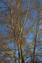 Two poplars lit by the sun grow side by side, their trunks pressed against each other. The buds on the thin twigs are swollen.