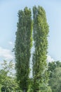 Two poplars trees