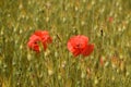 Red Poppies in a field Royalty Free Stock Photo