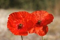 Two poppies shining under the intense sunlight in AlquerÃ­a de Aznar Royalty Free Stock Photo