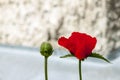 Two Poppy buds with a white wall Royalty Free Stock Photo