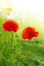 Two Poppy flowers isolated on green. Royalty Free Stock Photo