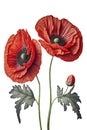 Poppy flowers isolated on white background. Remembrance poppy - poppy appeal. Decorative flower for Remembrance Day, AI generative Royalty Free Stock Photo