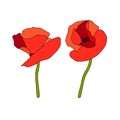 Two Poppy red flowers heads and stems. Anzac. Side view. Flat sketch style. Scarlett petals. Day of Remembrance. Vector