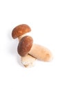 Two porcini mushroom known as boletus edulis isolated on white b Royalty Free Stock Photo
