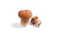 Two porcini mushroom known as boletus edulis isolated on white b Royalty Free Stock Photo