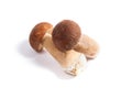 Two porcini mushroom known as boletus edulis isolated on white background Royalty Free Stock Photo