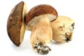 Two porcini mushrooms