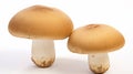 two porcini mushrooms not yet harvested. mushroom, boletus edulis, porcini king bolete AI Generative Royalty Free Stock Photo
