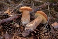 Two porcini mushrooms in pine tree forest at autumn season Royalty Free Stock Photo