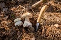 Two porcini mushrooms in pine tree forest at autumn season Royalty Free Stock Photo