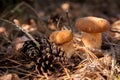 Two porcini mushrooms in pine tree forest at autumn season Royalty Free Stock Photo