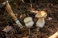 Two porcini mushrooms in pine tree forest at autumn season Royalty Free Stock Photo