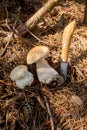 Two porcini mushrooms in pine tree forest at autumn season Royalty Free Stock Photo