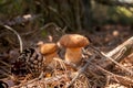 Two porcini mushrooms in pine tree forest at autumn season Royalty Free Stock Photo