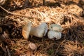 Two porcini mushrooms in pine tree forest at autumn season Royalty Free Stock Photo