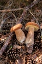 Two porcini mushrooms in pine tree forest at autumn season Royalty Free Stock Photo