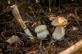 Two porcini mushrooms in pine tree forest at autumn season Royalty Free Stock Photo