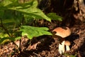 Two Porcini White Mushrooms, Large And Small, Grow In The Forest Against A Background Of Green Grass. Bolete Mushroom In Wildlife