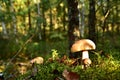 Two Porcini White Mushrooms, Large And Small, Grow In The Forest Against A Background Of Green Grass. Bolete Mushroom In Wildlife
