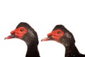 Two portrait brown Cairina moschata duck isolated on white background Royalty Free Stock Photo