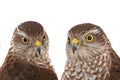two portrait falcon