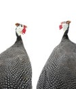 Two portrait Guinea fowl Royalty Free Stock Photo