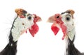 Two portrait Guinea fowl Royalty Free Stock Photo