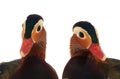 Two portrait male mandarin duck Royalty Free Stock Photo