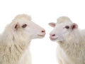 two portrait sheep Royalty Free Stock Photo