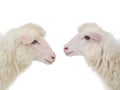 Two portrait sheep