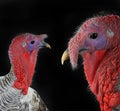 Two portrait turkey