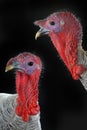 Two portrait turkey