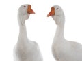 two portrait white goose isolated on white background Royalty Free Stock Photo