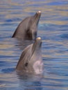 Two bottlenose dolphins Royalty Free Stock Photo