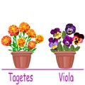 Two pots with bright colors of marigolds and pansies isolated on a white background Royalty Free Stock Photo