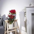 Two pots with poinsettia, Christmas star stand on a high stepped stool near the fireplace with figurines, by the Christmas tree