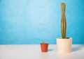 Two pots with a small and a large cactus on a table on a blue background. The concept of male libido and surgical penis