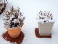 Two pots white and orange with clipped snow-covered bushes stand on a tile covered with snow Royalty Free Stock Photo