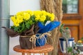 Two pots of yellow chrysanthemums decorated with stylish wrapping paper and bows of twine stand outside on wicker coffee Royalty Free Stock Photo