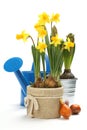 Two pots with young spring flowers and blue watering can over white Royalty Free Stock Photo