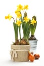 Two pots with young spring flowers over white Royalty Free Stock Photo