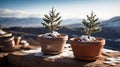 Miniature Pine Trees in Terracotta Pots on Snowy Mountaintop Royalty Free Stock Photo