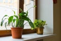 Two potted flower stand on windowsill Royalty Free Stock Photo